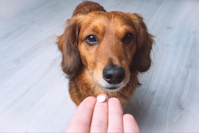 Medikamente sollten immer mit dem Tierarzt abgeklärt werden. Hund bekommt Medikamente.