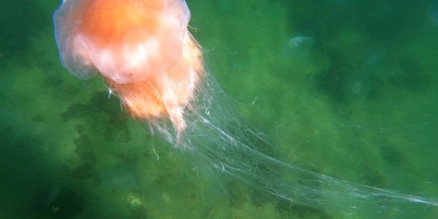 Eine Feuerqualle schwimmt in der Ostsee.