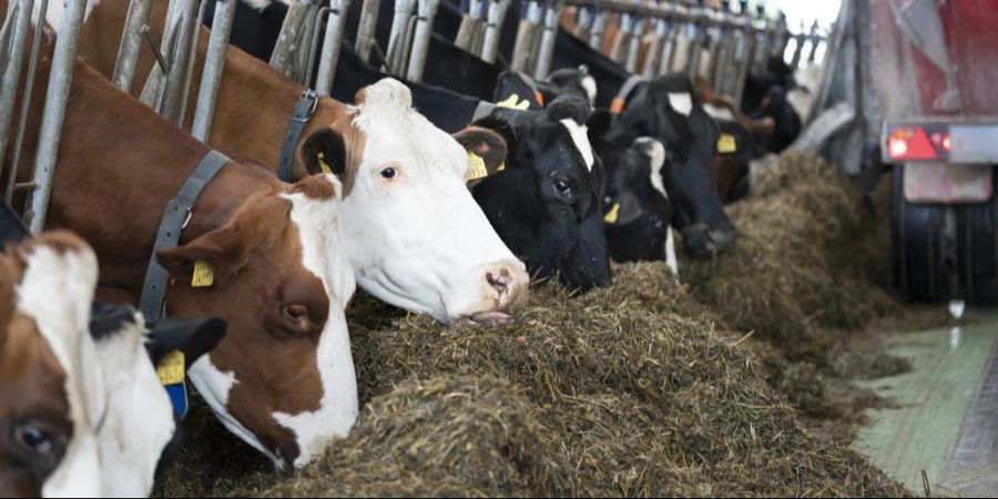 Bio-Milchkühe sollten nur noch einheimisches Futter bekommen.