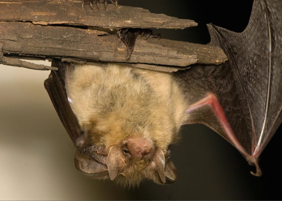 Fledermaus