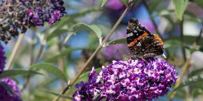 Schmetterling lila Blüten Strauch