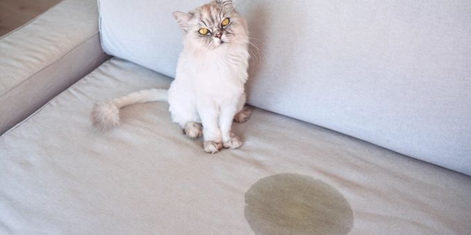 Tipps - Wie du deine Katze vom Pinkeln in der Wohnung abhältst