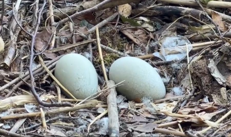 Denn mitten in der Badi brütet ein Schwan zwei Eier aus – und die ganze Badi fiebert mit.