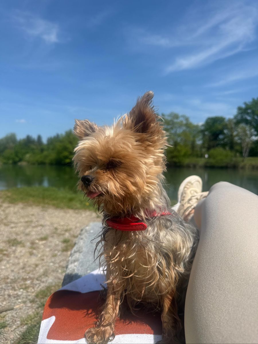 lilly