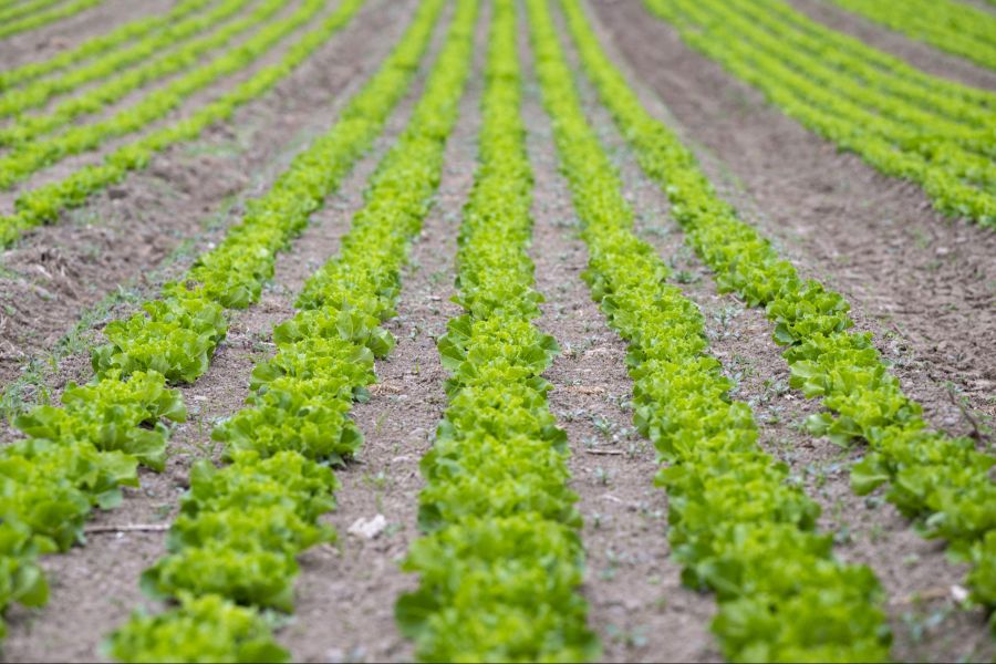 «Das ist kein Vegan-Zwang», sagt Herren.