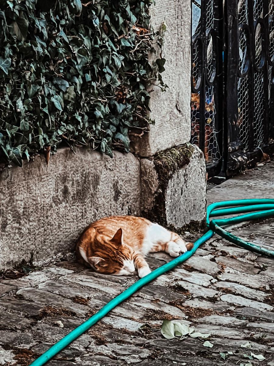 Mit der neuen Pflicht sollen herrenlose Katzen schneller zugeordnet werden können.