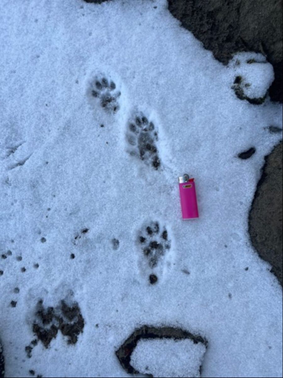 Otterspotter Fischotter Selzach Solothurn