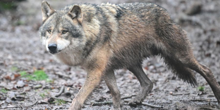 Der Kanton Uri gibt einen Wolf zum Abschuss frei. Er hatte auf der Alp Vorder Bristen im Maderanertal sechs Schafe gerissen. (Symbolbild)