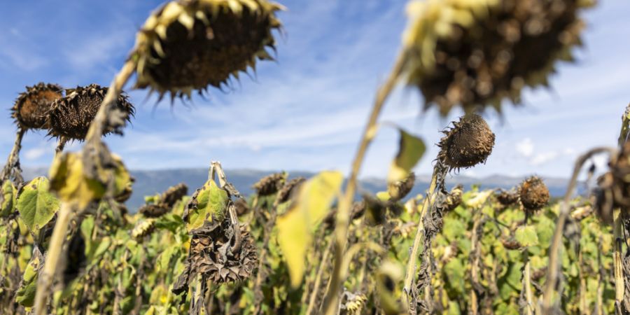 Der Sommer 2026 gilt neu als heissester Sommer seit Messbeginn. (Symbolbild)