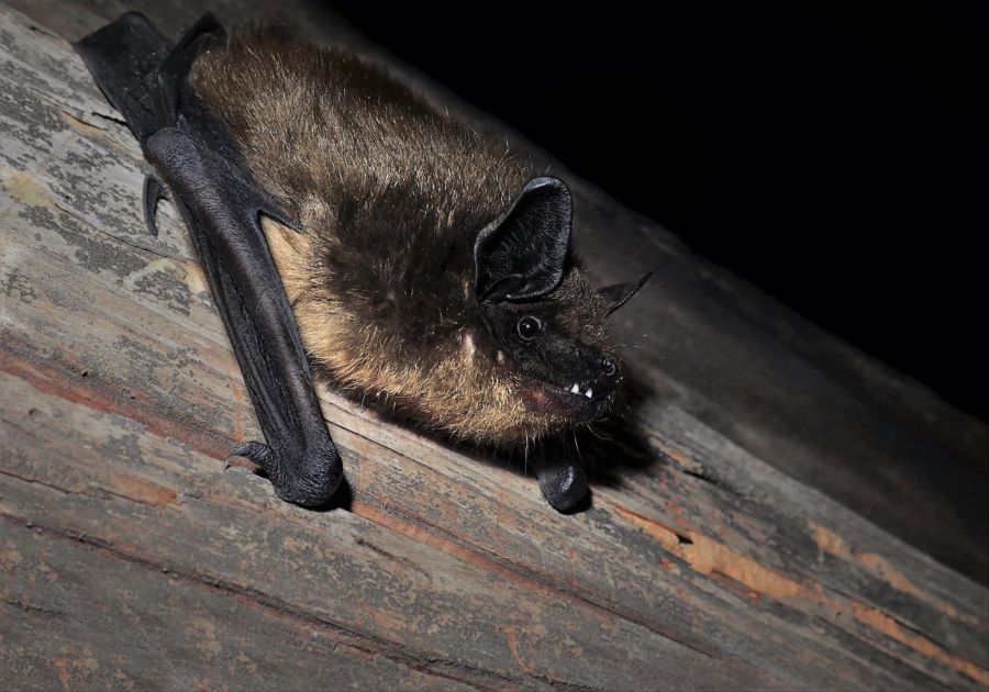 Breitflügelfledermaus