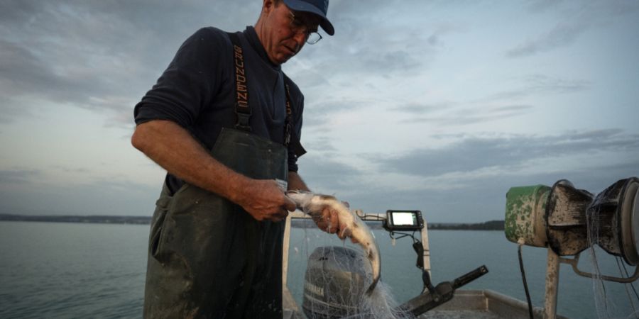Das neue Label „Schweizer Wildfisch“ soll ein lokales Qualitätsprodukt auszeichnen. (Archiv)