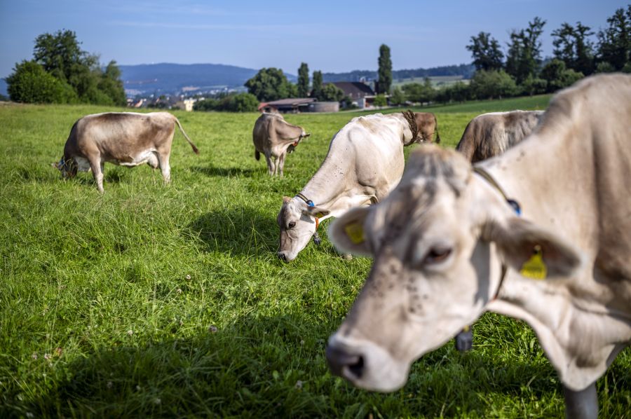 Die kranken Kühe brauchen mehr Betreuung und geben weniger Milch.