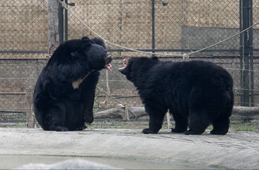 Der japanische Schwarzbär ist kleiner als viele andere Bärenarten.