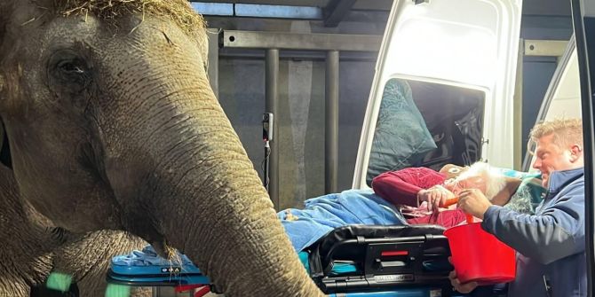 Letzter Wunsch Elefant