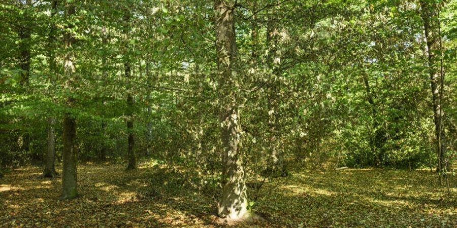 Im Kanton St. Gallen können die Grillstellen im Wald wieder genutzt werden. Dafür sorgten die Niederschläge der letzten Tage. (Archivbild)