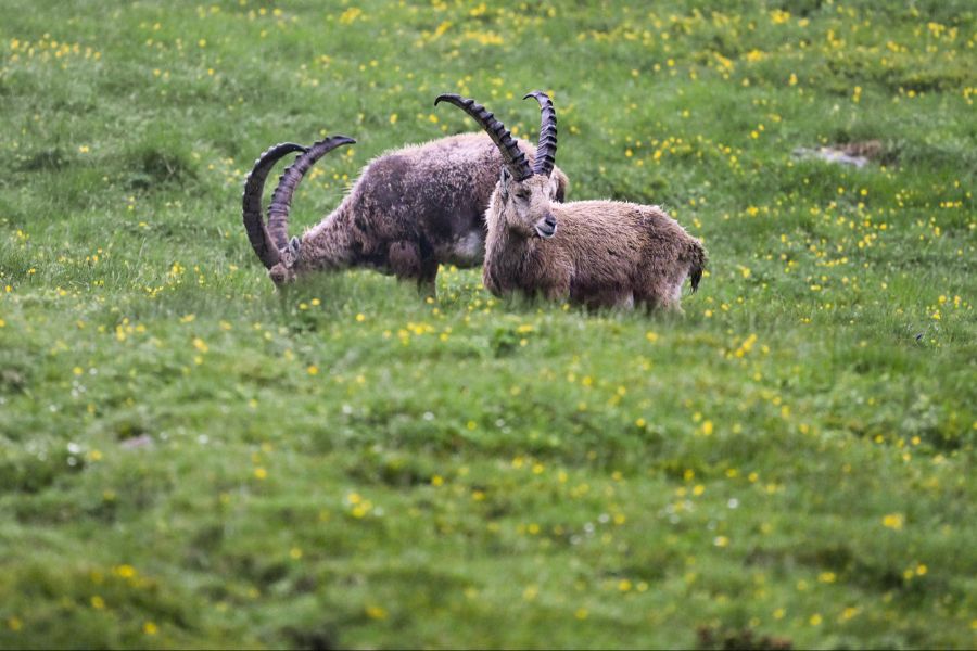 Man sollte die Gelassenheit der Tiere nicht mit Zutraulichkeit verwechseln.