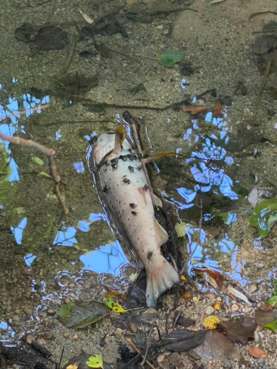 «Jede Begehung von Gewässern ist der hundertprozentige Tod für die Fische.»