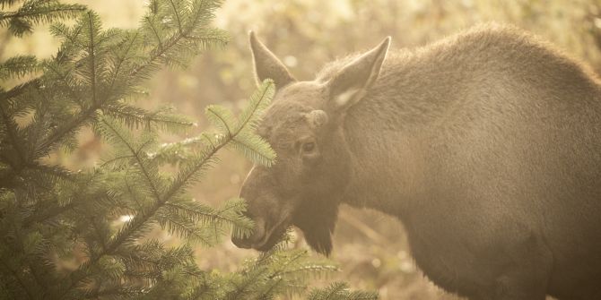 Elch