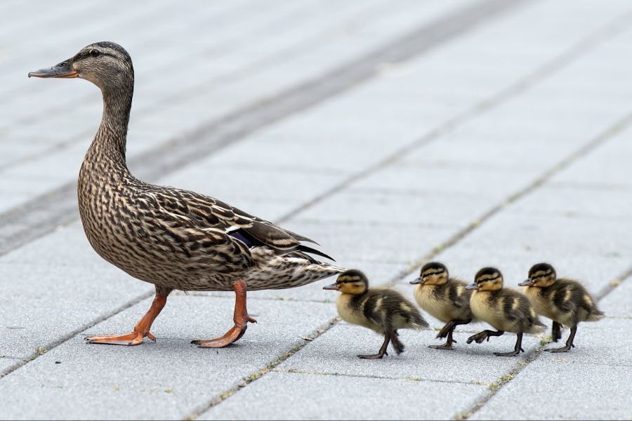 enten