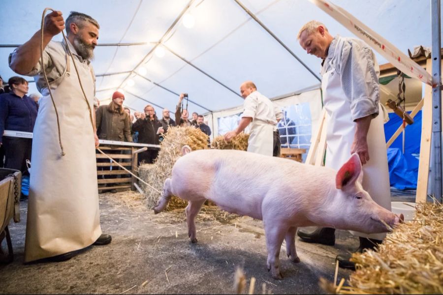 Der Veterinärdienst forderte ihn auf, den gesetzlich vorgeschriebenen Kurs zu besuchen. (Symbolbild)