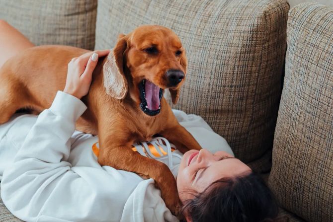 Gähnender Hund mit Frau auf Sofa