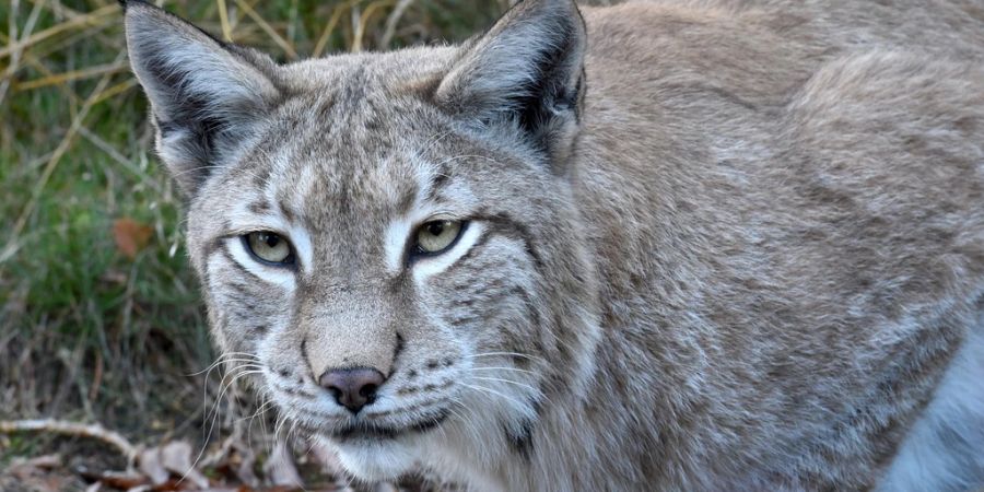 Luchs