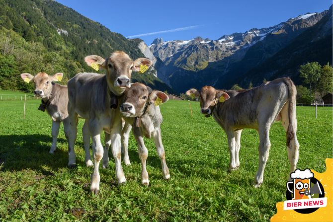 Kälber Schweizer Alpen