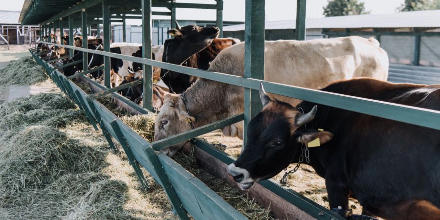 Tierschutz