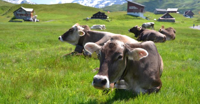 Was passiert mit all den Kühen, wenn wir sie nicht mehr züchten und schlachten? Vielleicht könnten sie dann einfach ihr Leben auf der Weide geniessen. Kühe auf Almwiese