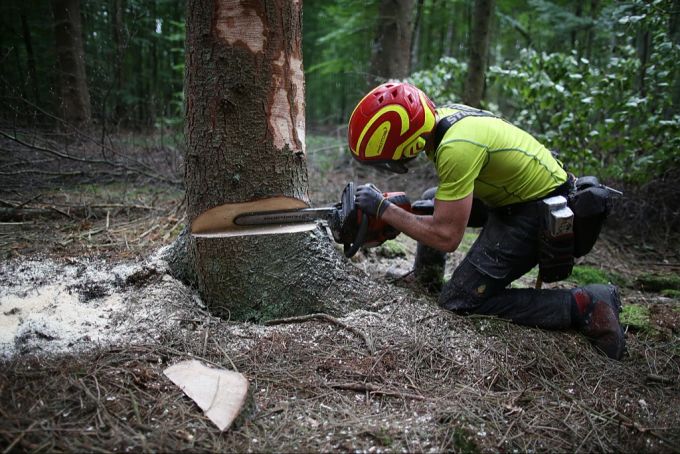 Dass ein Forstwart einen Baum fällt, ist oftmals notwendig – wird aber häufig falsch verstanden. (Archivbild) Bäume fällen Förster angegriffen