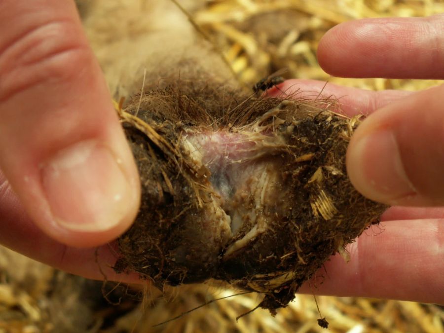 Fortgeschrittenes Stadium einer Moderhinkeinfektion: typische Ausschwitzung mit süsslich-fauligem Geruch und Loslösung des Klauenhorns im Zwischenklauenbereich.