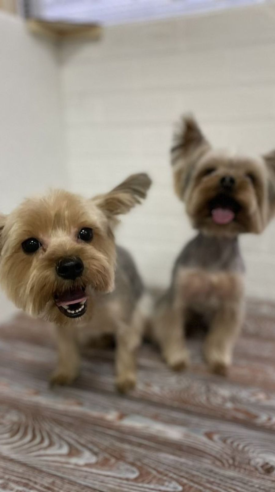 Das möchte Pavlo eigentlicht nicht: «Sie sind für mich nicht einfach Haustiere, sondern ein wichtiger Teil meines Lebens.»