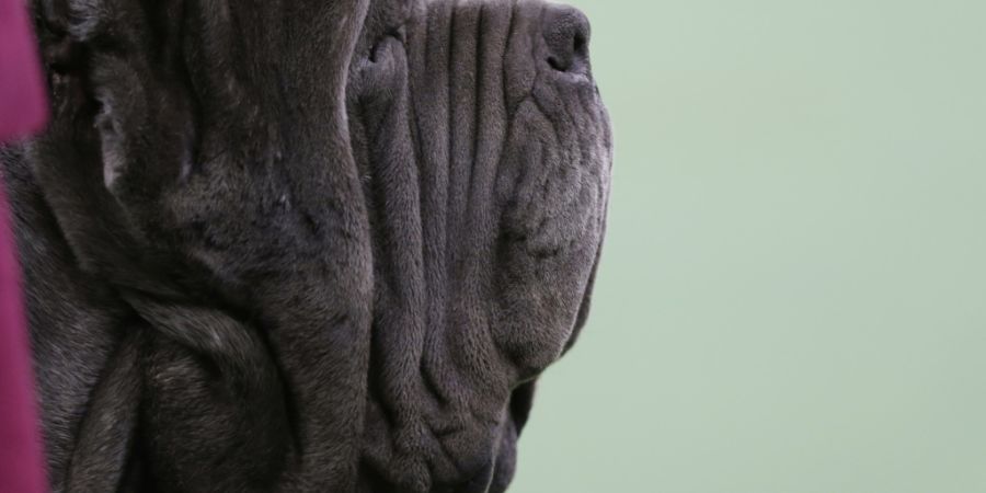 Untersucht wurde unter anderem ein Hund der Rasse Mastiff. (Archivbild)