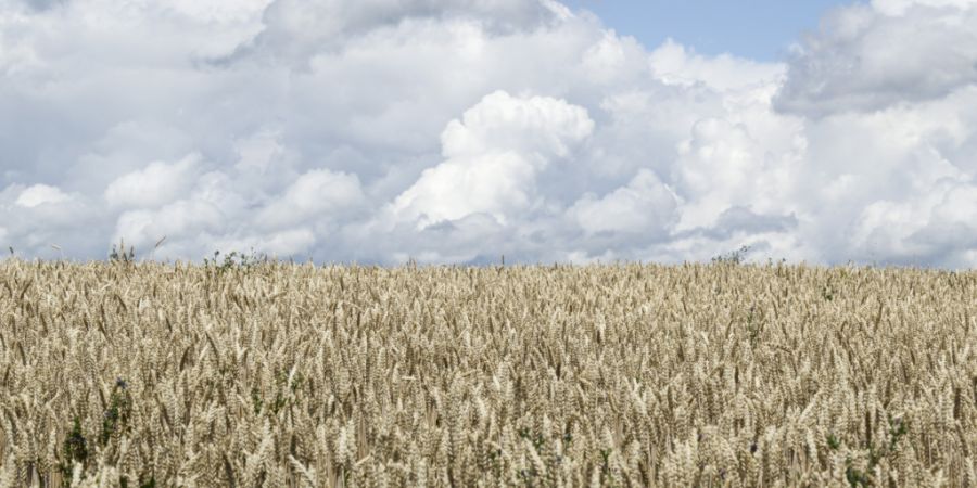 Für innovative Foodtech- und Agrarprojekte gibt es in der Nordwestschweiz ein neues Förderprogramm. (Symbolbild)