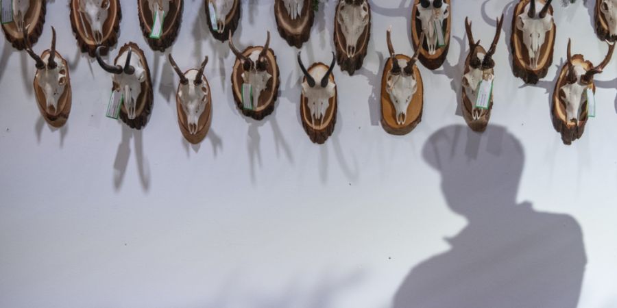 Ein Volksauftrag im Kanton Solothurn forderte die Abschaffung der Bewegungsjagd. Der Kantonsrat und der Regierungsrat lehnten die Forderung klar ab. (Symbolbild)