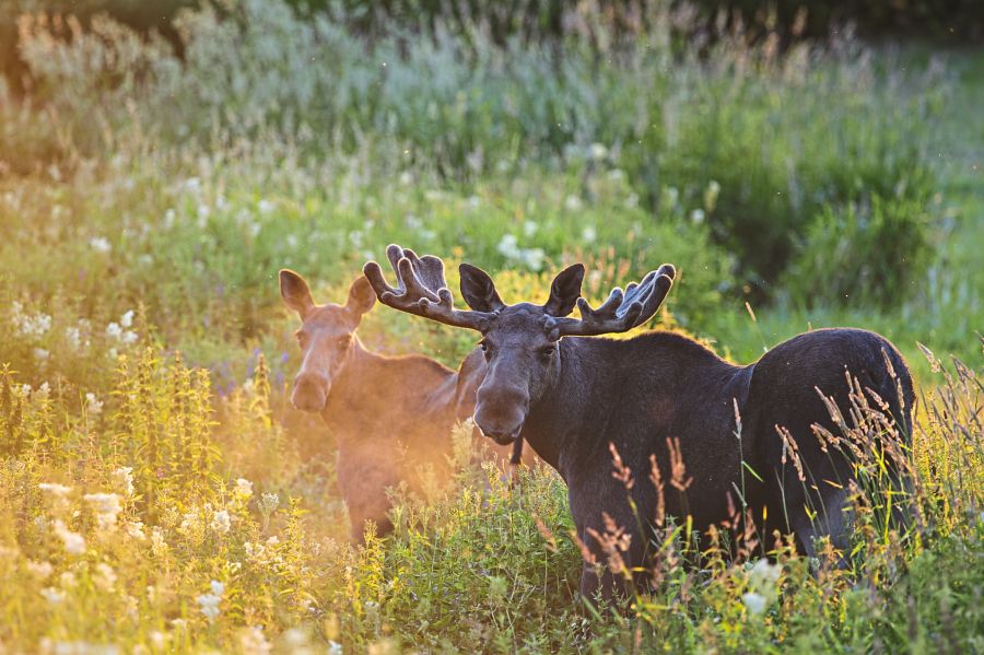 In Skandinavien ist die Natur nie weit entfernt.