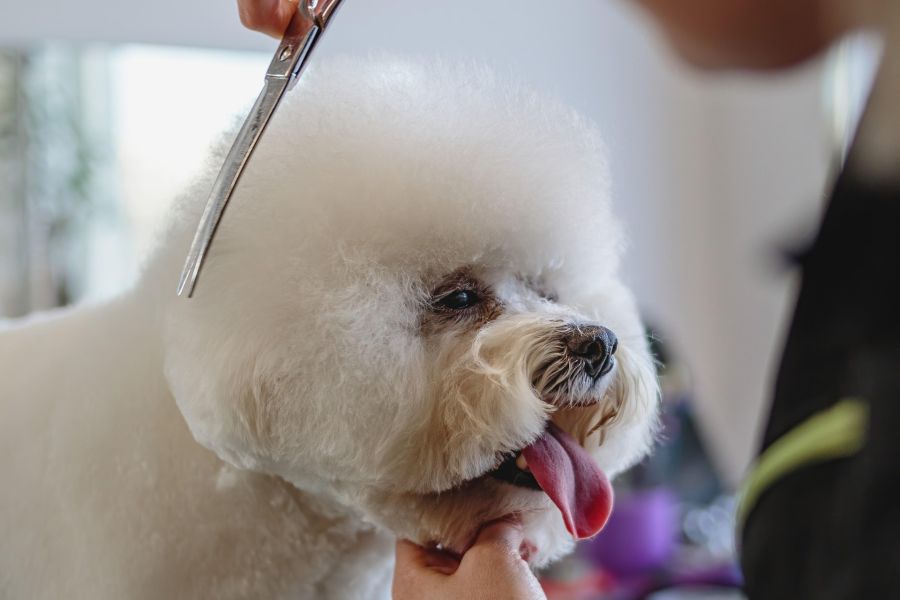 Hund Wellness Coiffeur