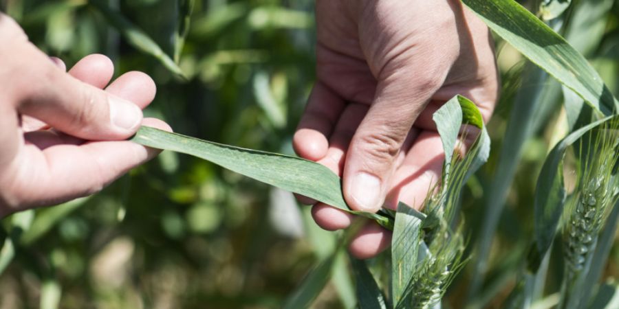 Der Anbau von Weizen ist laut der Universität Zürich durch Pflanzenkrankheiten wie etwa dem Weizenmehltau-Pilz gefährdet. (Archivbild)