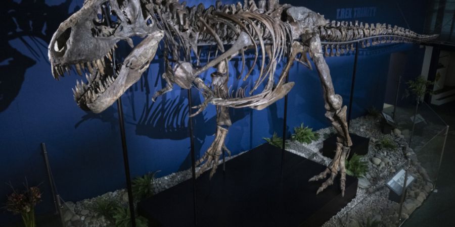 Bei jedem Schritt eines T-Rex bebte der Boden – zumindest, wenn er ausgewachsen war. Bis dahin dauerte es aber wohl erstaunlich lange. (Archivbild)