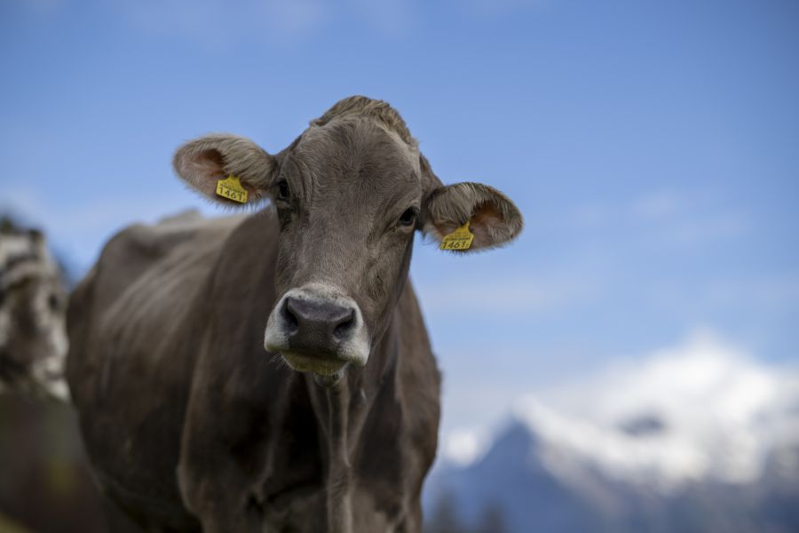 Das gilt als Werkzeuggebrauch, eine bisher unbekannte Fähigkeit bei Kühen. (Symbolbild)