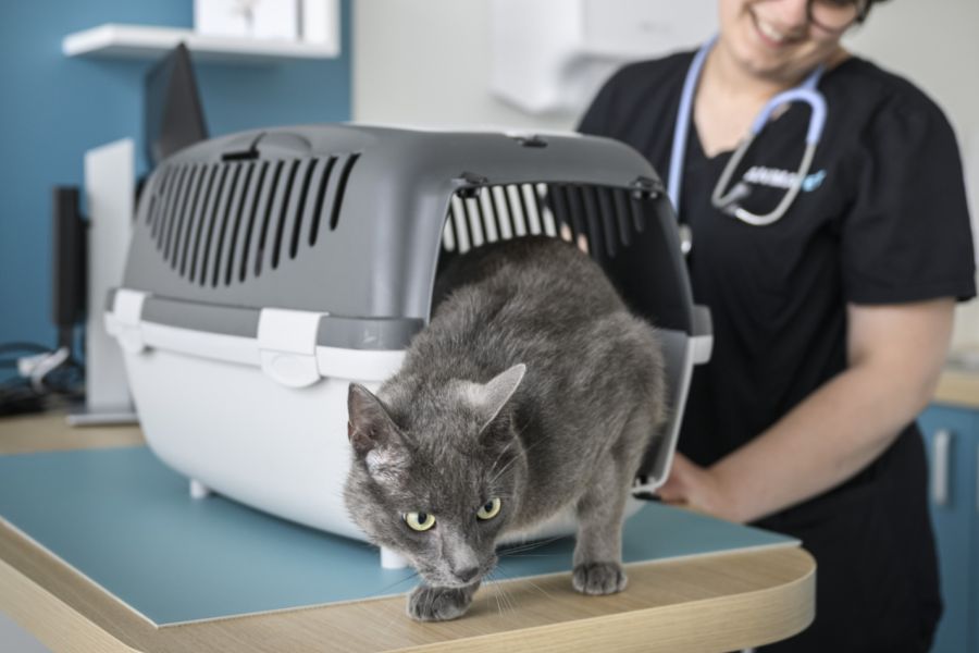 Trotz aller Bemühungen müssen Tierärzte oft als Sündenböcke herhalten.