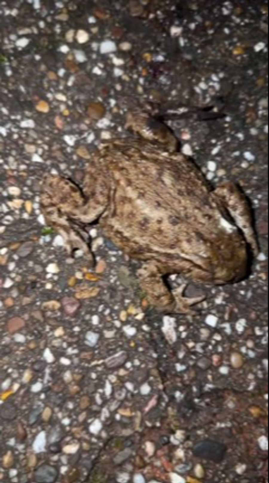 Evelyn Burdecki fotografierte den verletzten Frosch, bevor sie ihn aufnahm und zur Tierklinik fuhr.