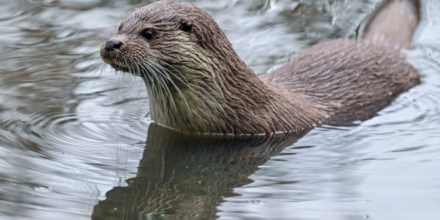 Der Fischotter breitet sich im Kanton St. Gallen nach und nach wieder aus. (Symbolbild)