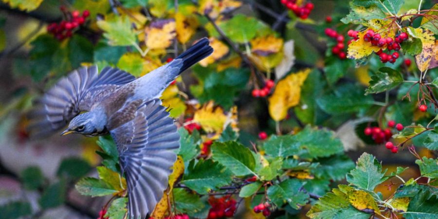 Arten wie die Wacholderdrossel, die bevorzugt im Agrarland und im Wald leben, sind nach dem Wintereinbruch vom Wochenende vermehrt auch in Gärten zu sehen. (Archivbild)