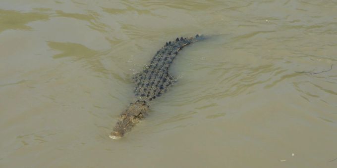 Ein Krokodil hat in Indonesien eine Frau gefressen, die in einem Fluss badete. (Symbolbild) Krokodile zählen zu den gefürchtetsten Raubtieren der Welt. (Symbolbild)