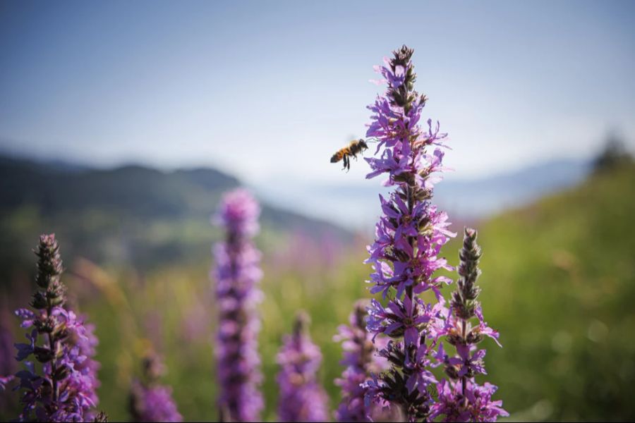 Biodiversitätsinitiative Natur Schutz