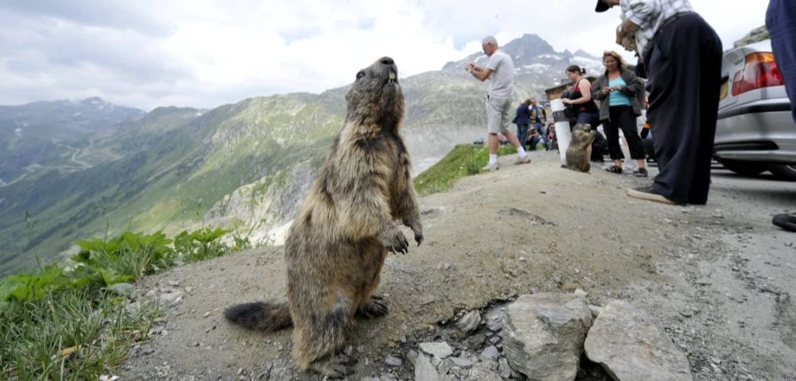 Ein Murmeltier bettelt bei Besuchern des Rhonegletschers, in der Nähe von Belvedere am Furkapass, um Futter