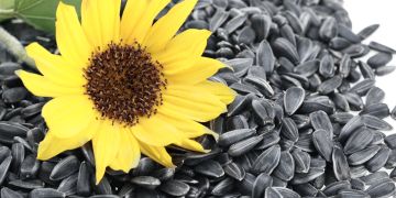 Sonnenblume auf Sonnenblumenkernen