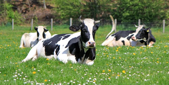Kühe können bis zu 20 Jahre alt werden. In der industriellen Tierhaltung sind ihnen nur wenige Jahre vergönnt. Kuh im Gras