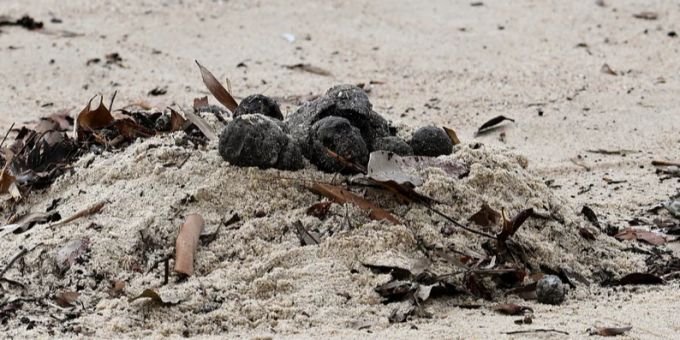 Eklig - Das steckt wirklich hinter mysteriösen Kugeln am Sydney-Strand